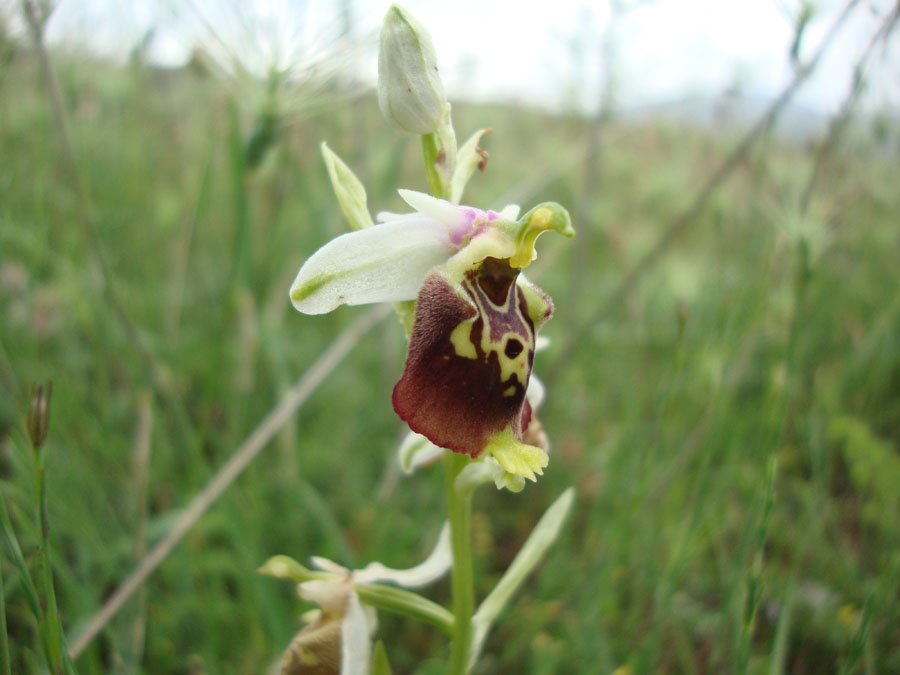 Ophrys dinarica