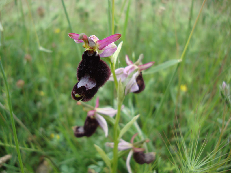 Ophrys 2 ?