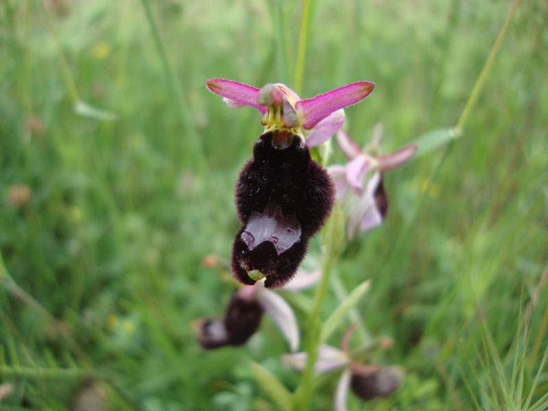 Ophrys 2 ?