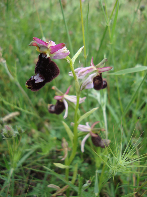 Ophrys 2 ?