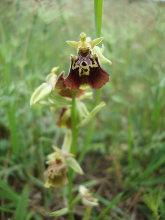 Ophrys dinarica