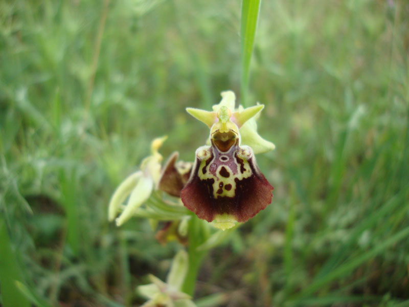 Ophrys dinarica