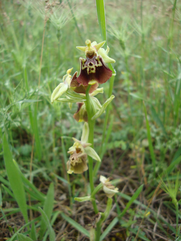 Ophrys dinarica