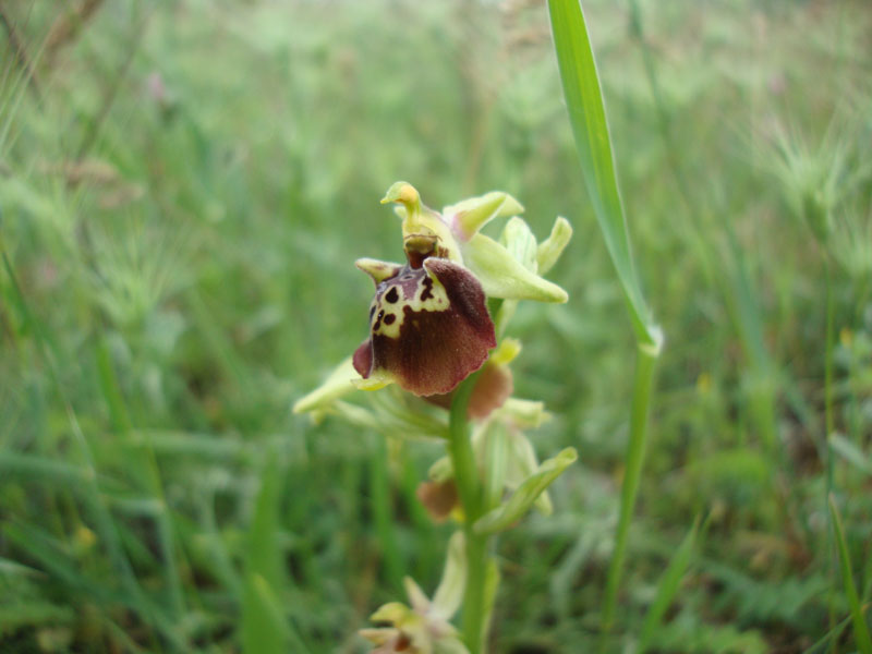 Ophrys dinarica