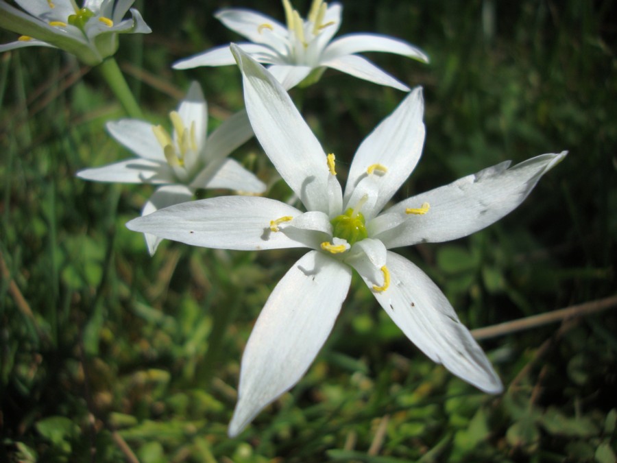 Ornithogalum