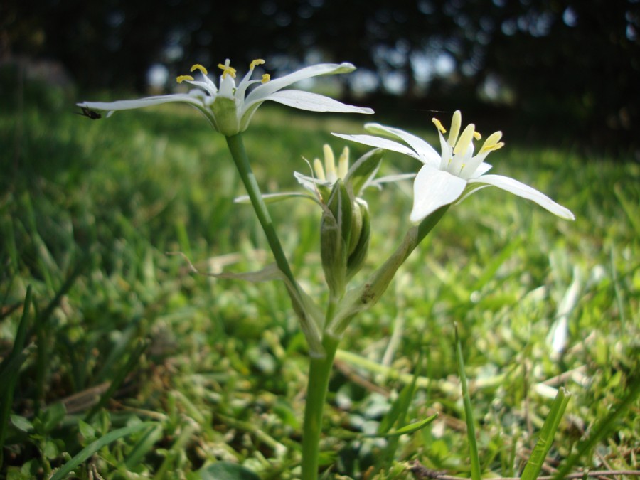 Ornithogalum