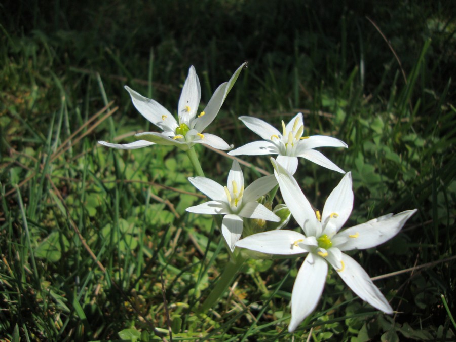 Ornithogalum