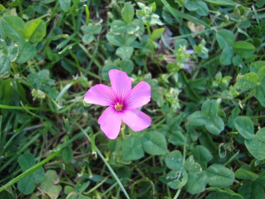 Oxalis articulata / Acetosella rizomatosa