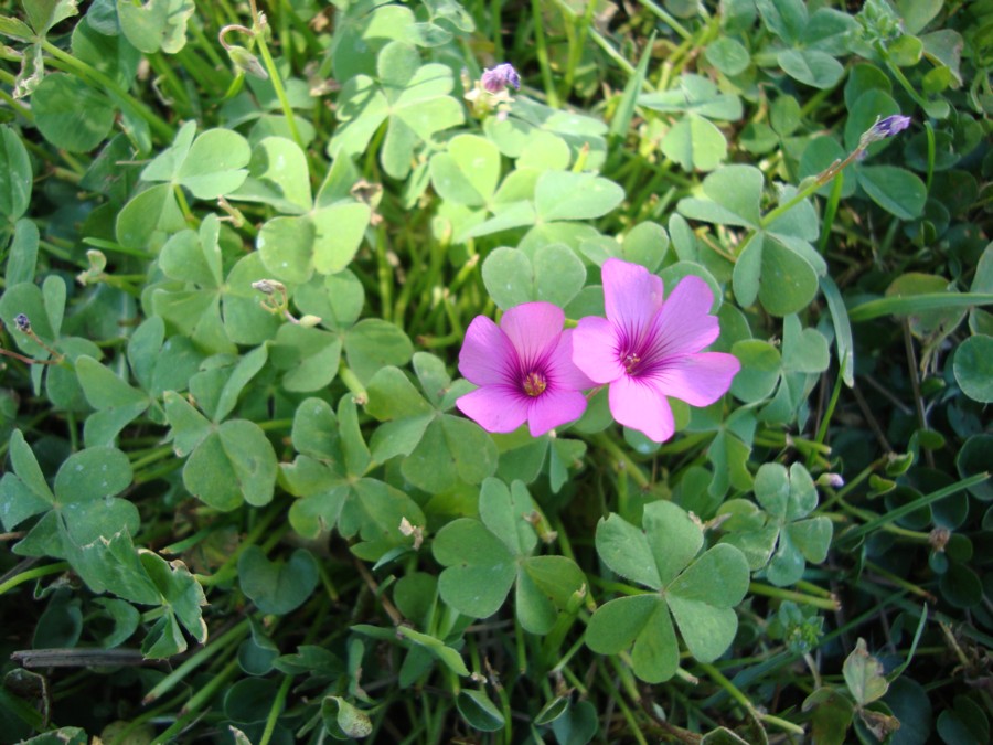 Oxalis articulata / Acetosella rizomatosa