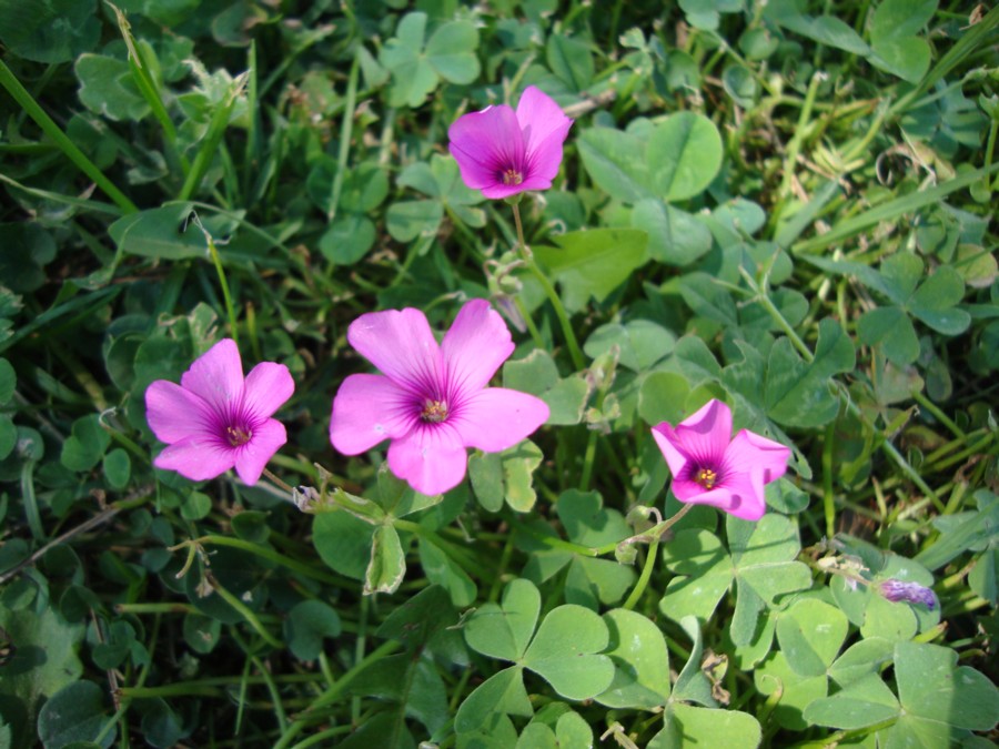 Oxalis articulata / Acetosella rizomatosa