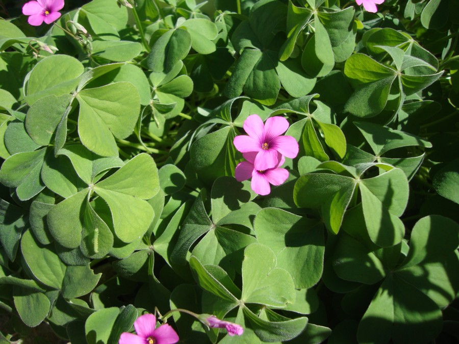 Oxalis articulata / Acetosella rizomatosa