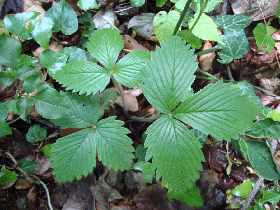 Fragaria cfr. vesca