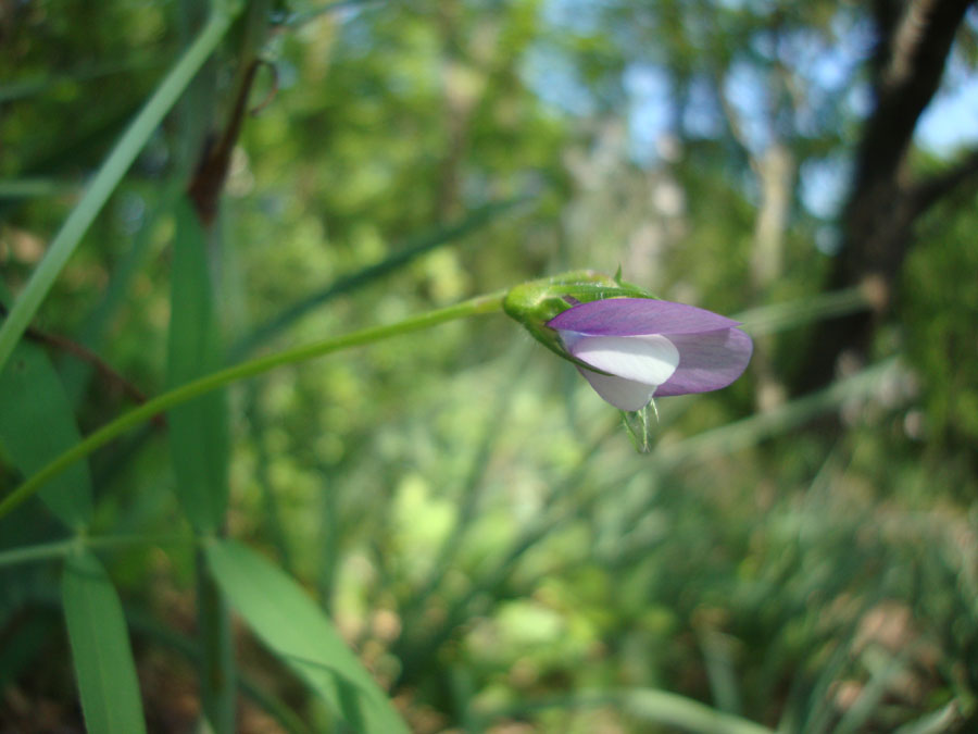 Vicia bithynica