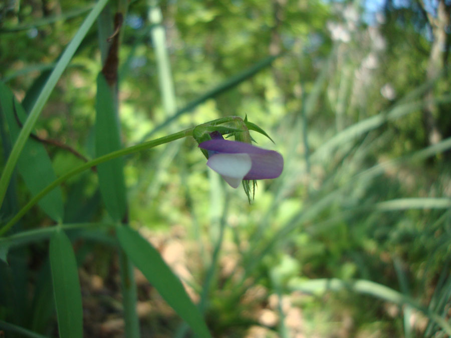 Vicia bithynica