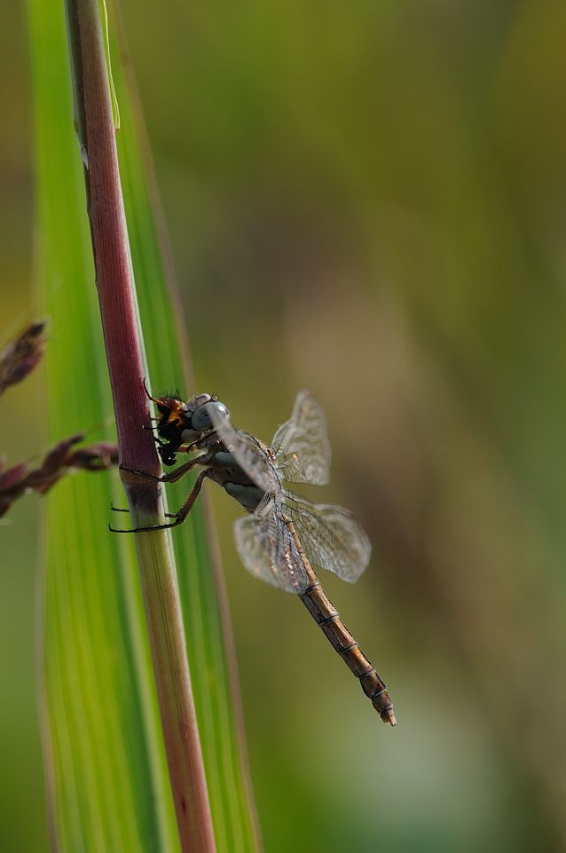 Identificazione libellula che preda