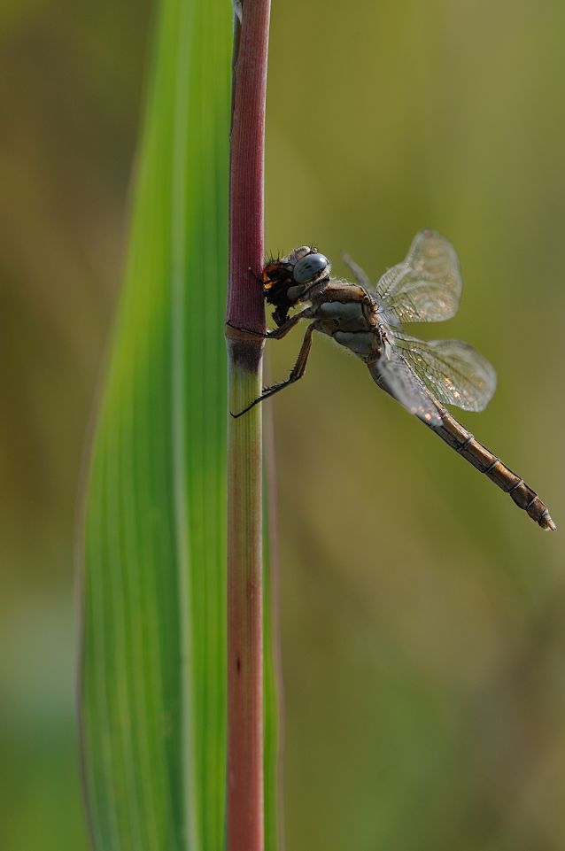 Identificazione libellula che preda