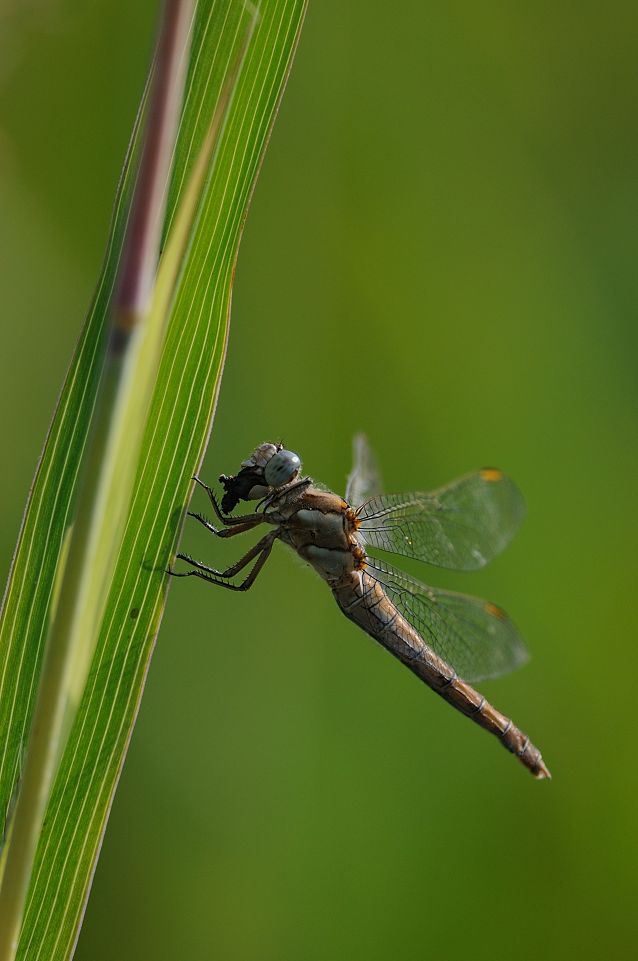 Identificazione libellula che preda