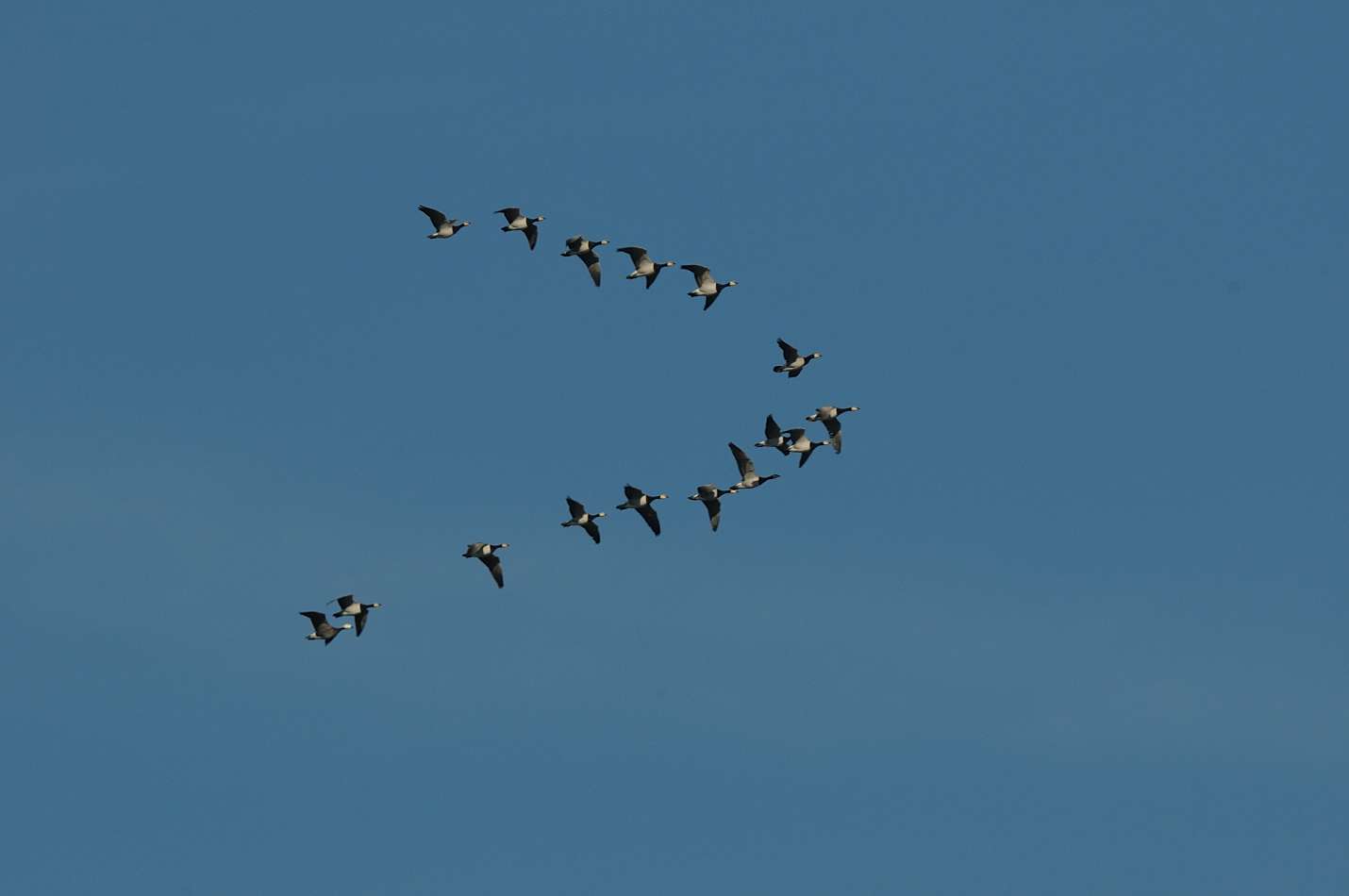 Volo di gruppo da identificare: Branta bernicla (Oca colombaccio)