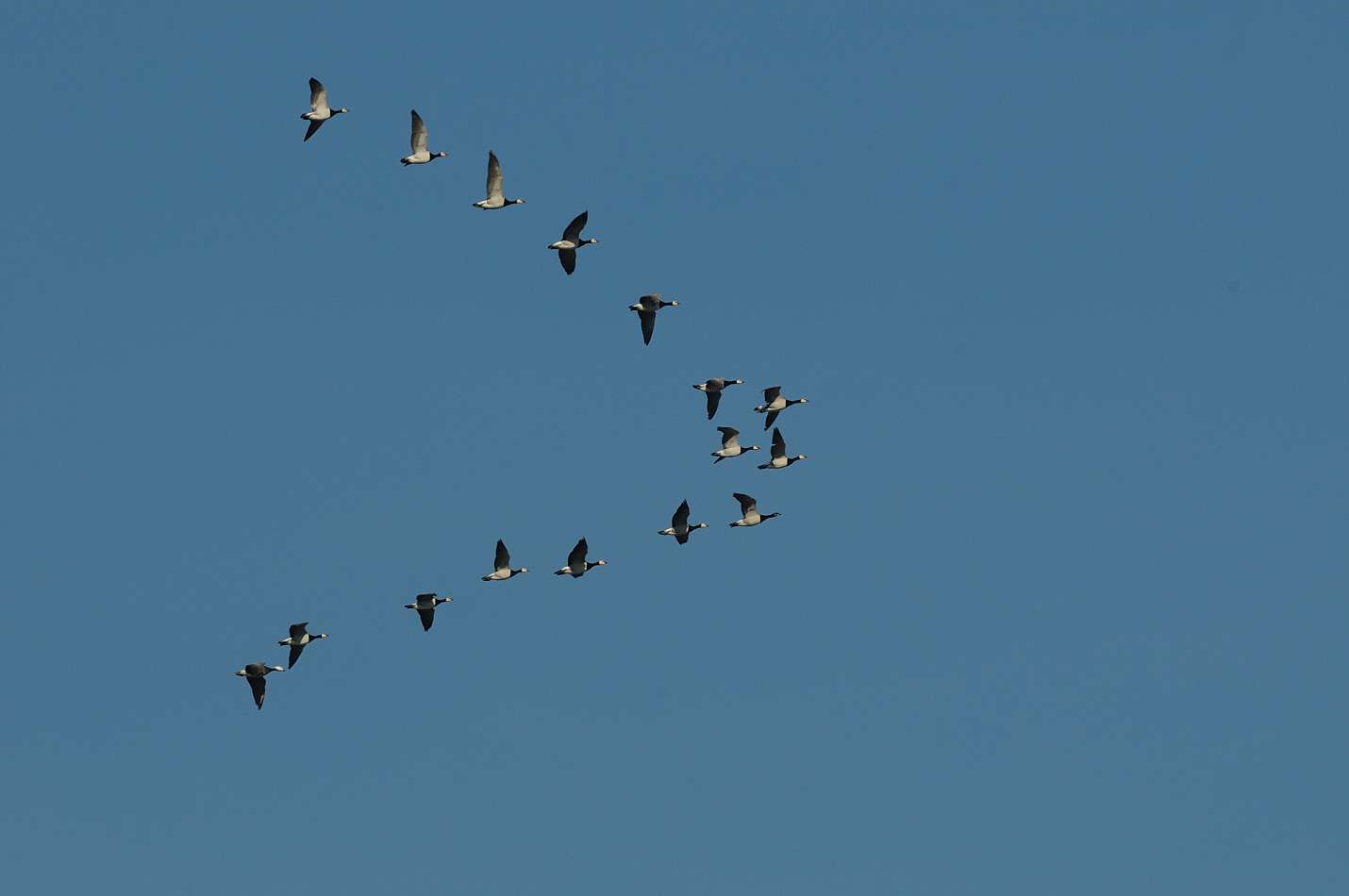 Volo di gruppo da identificare: Branta bernicla (Oca colombaccio)