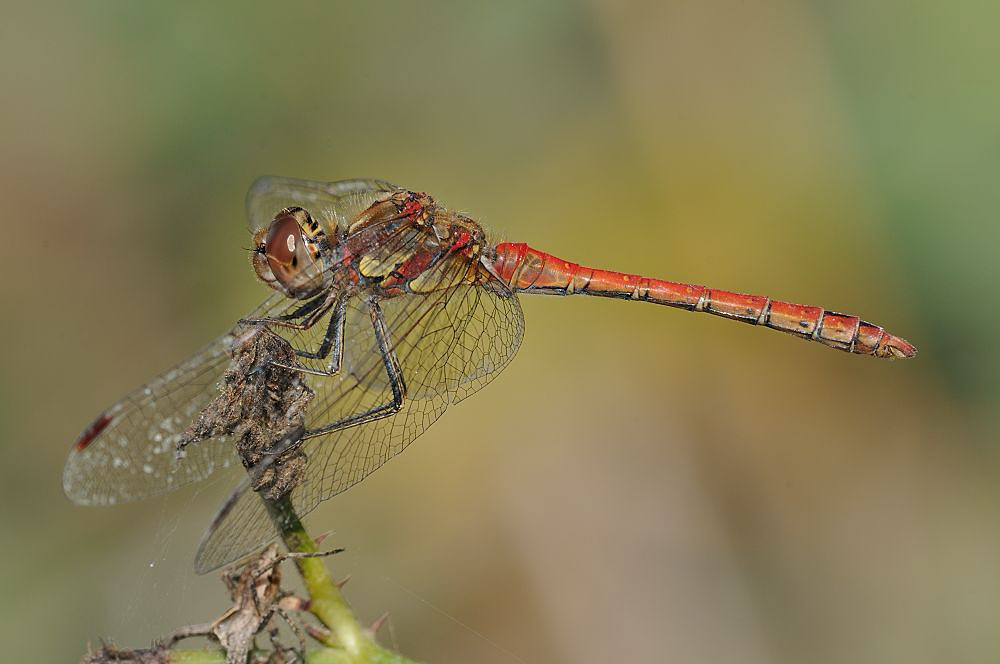 Sympetrum striolatum ?