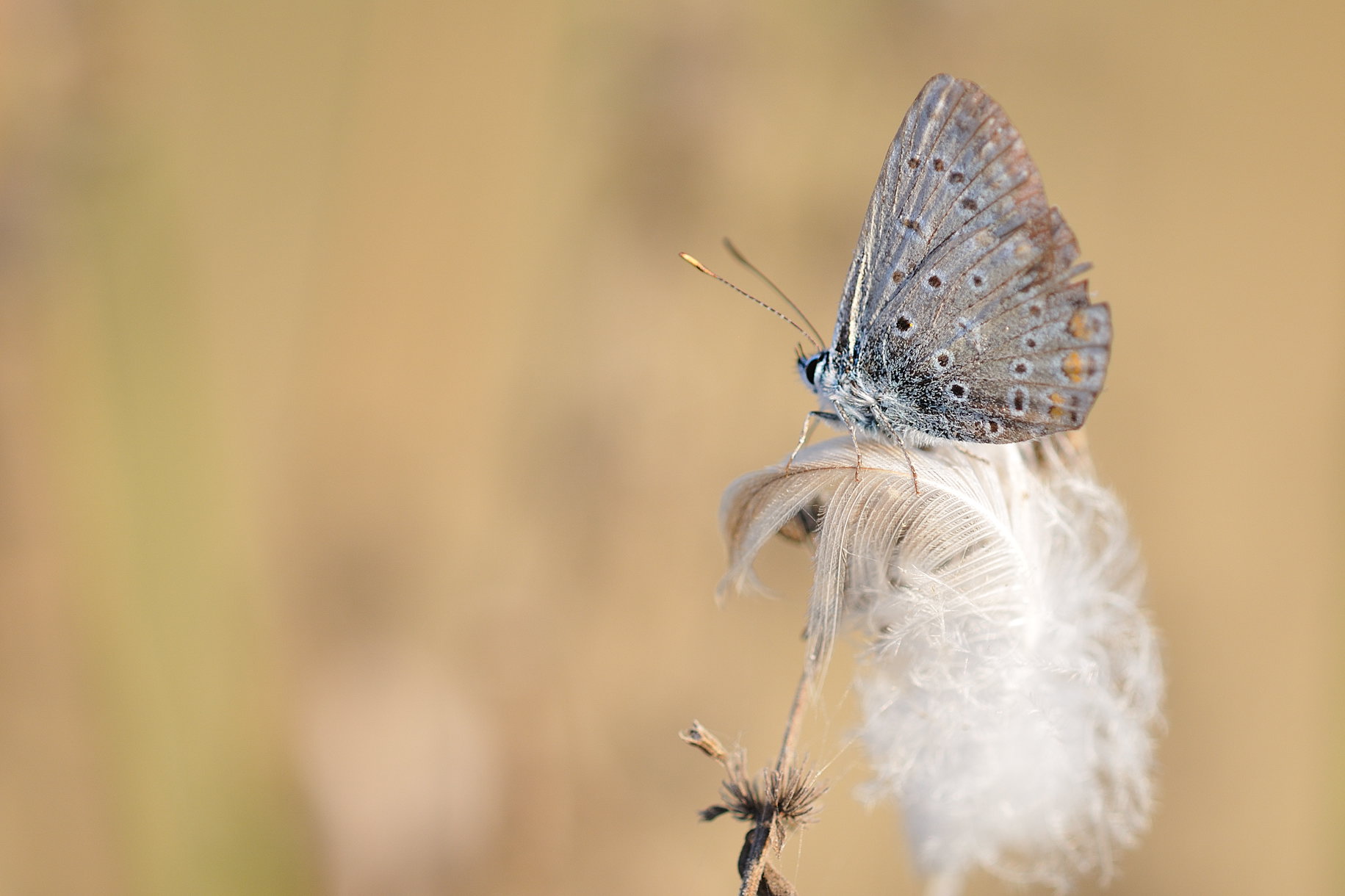 La farfalla e la piuma