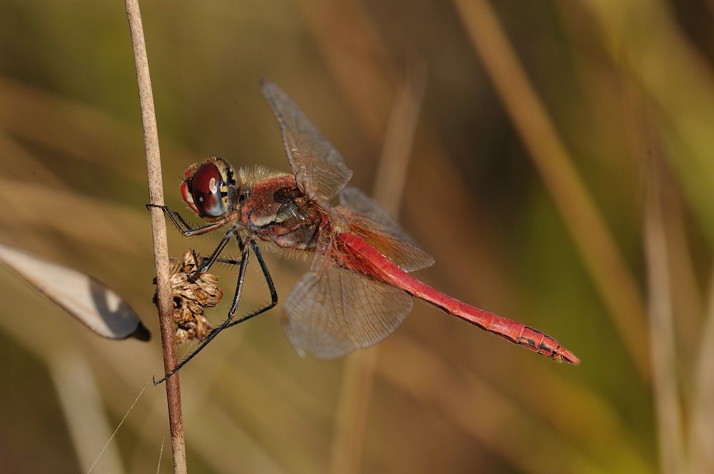 Sympetrum fonscolombii ?