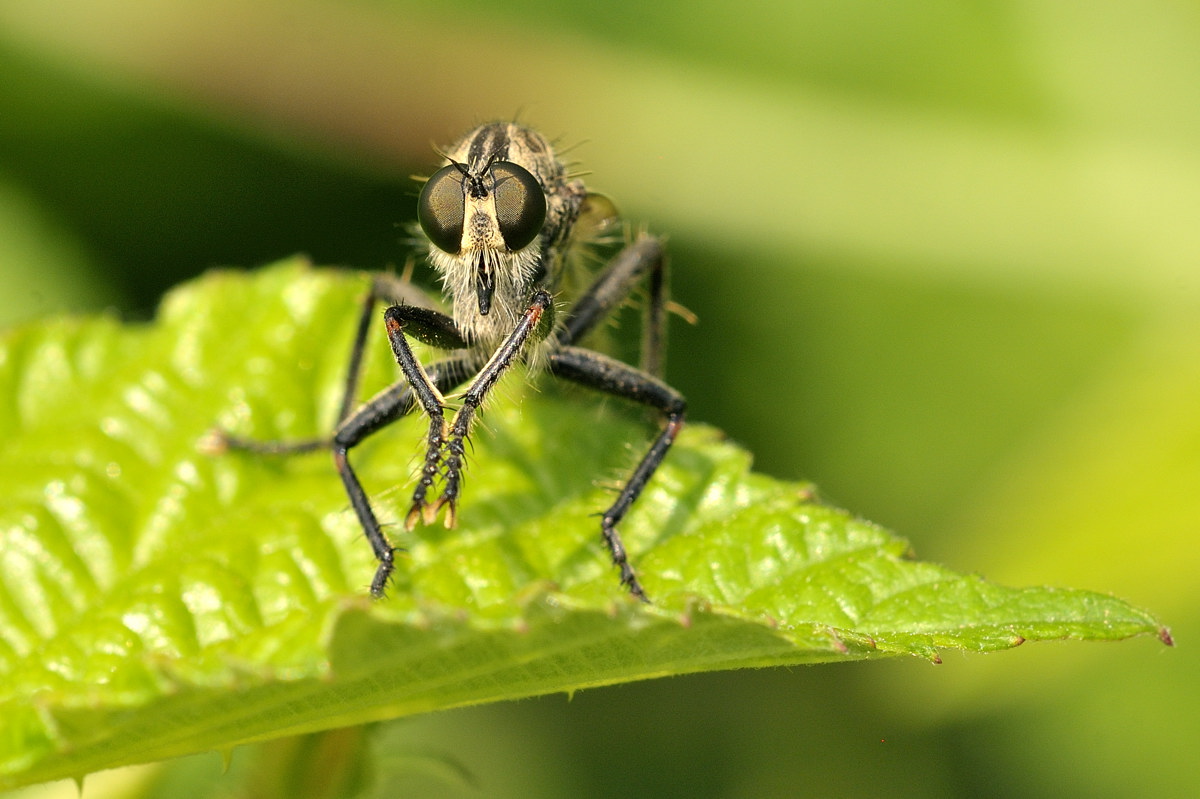 Asilidae