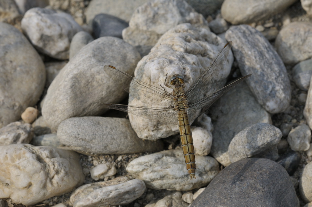 fulva ? no, Orthetrum brunneum