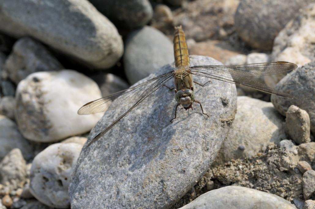 fulva ? no, Orthetrum brunneum