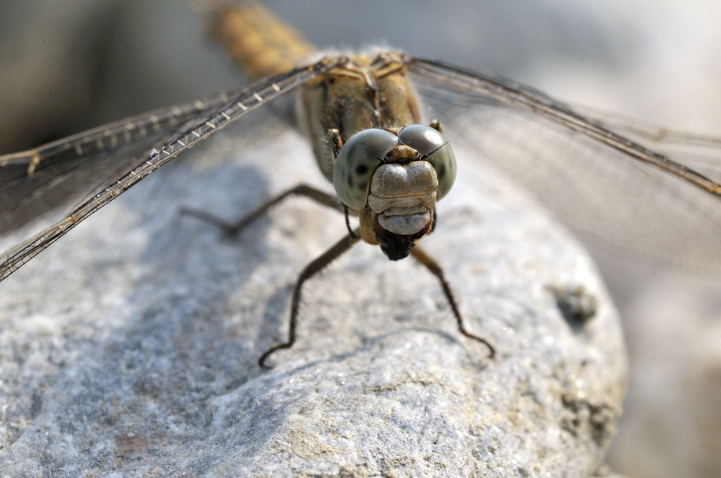 fulva ? no, Orthetrum brunneum