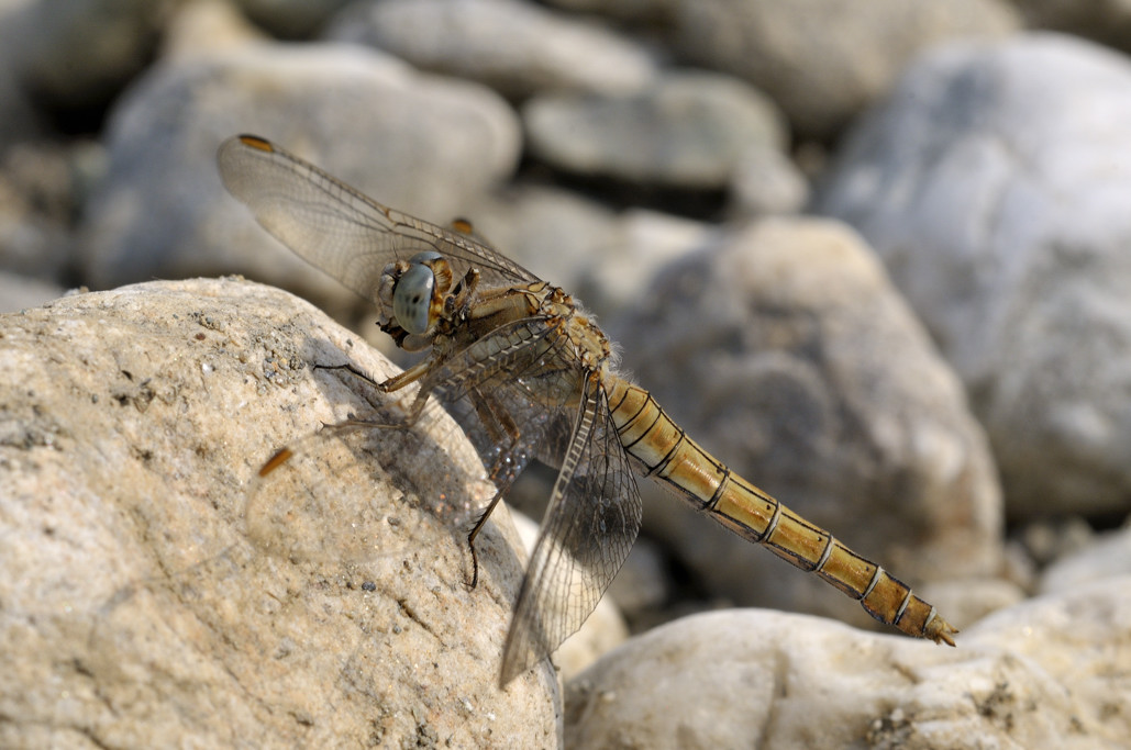 fulva ? no, Orthetrum brunneum