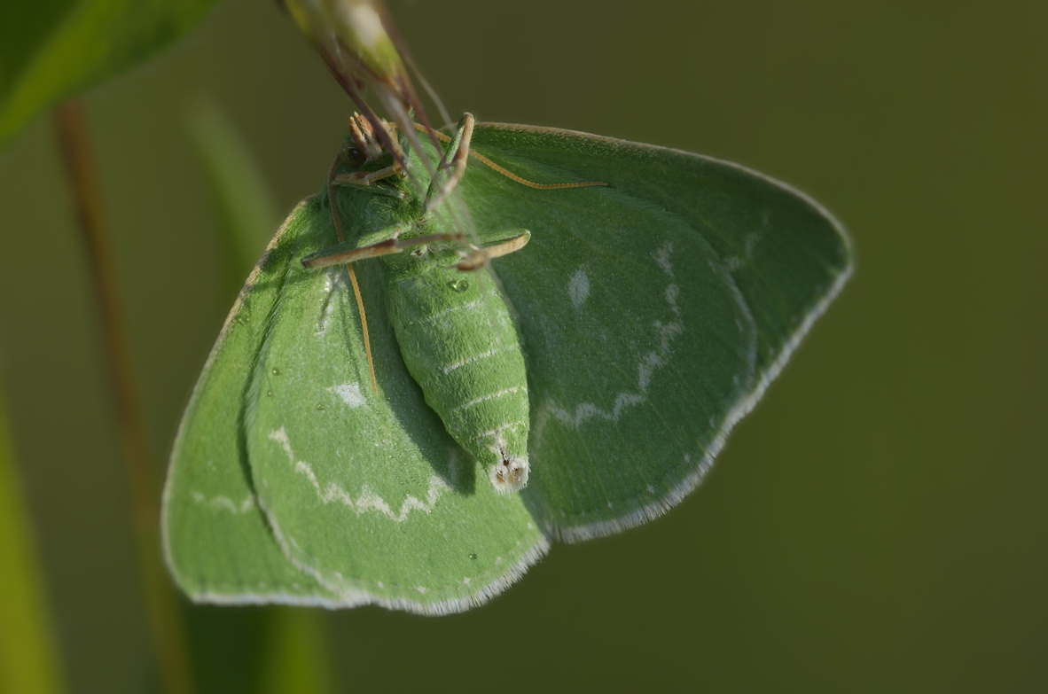 Geometridae da identificare - Thetidia smaragdaria