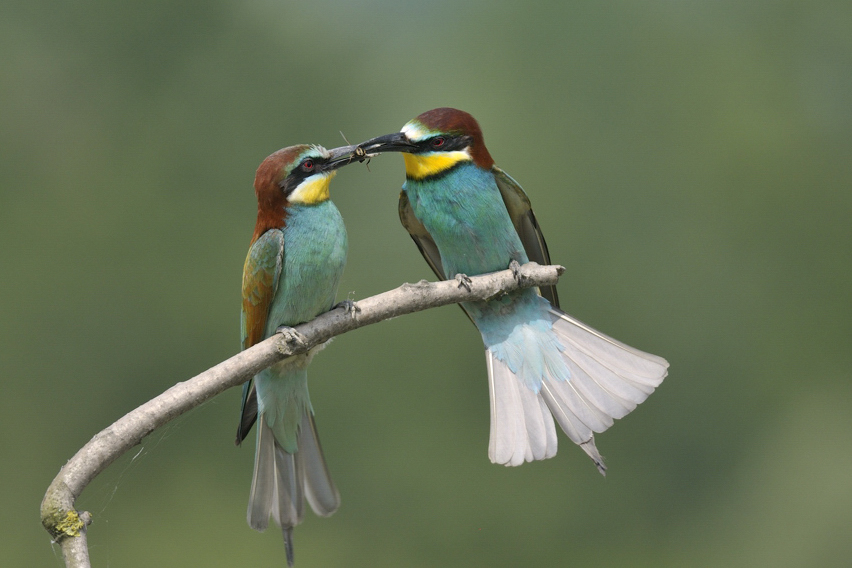 Merops apiaster : gruccioni