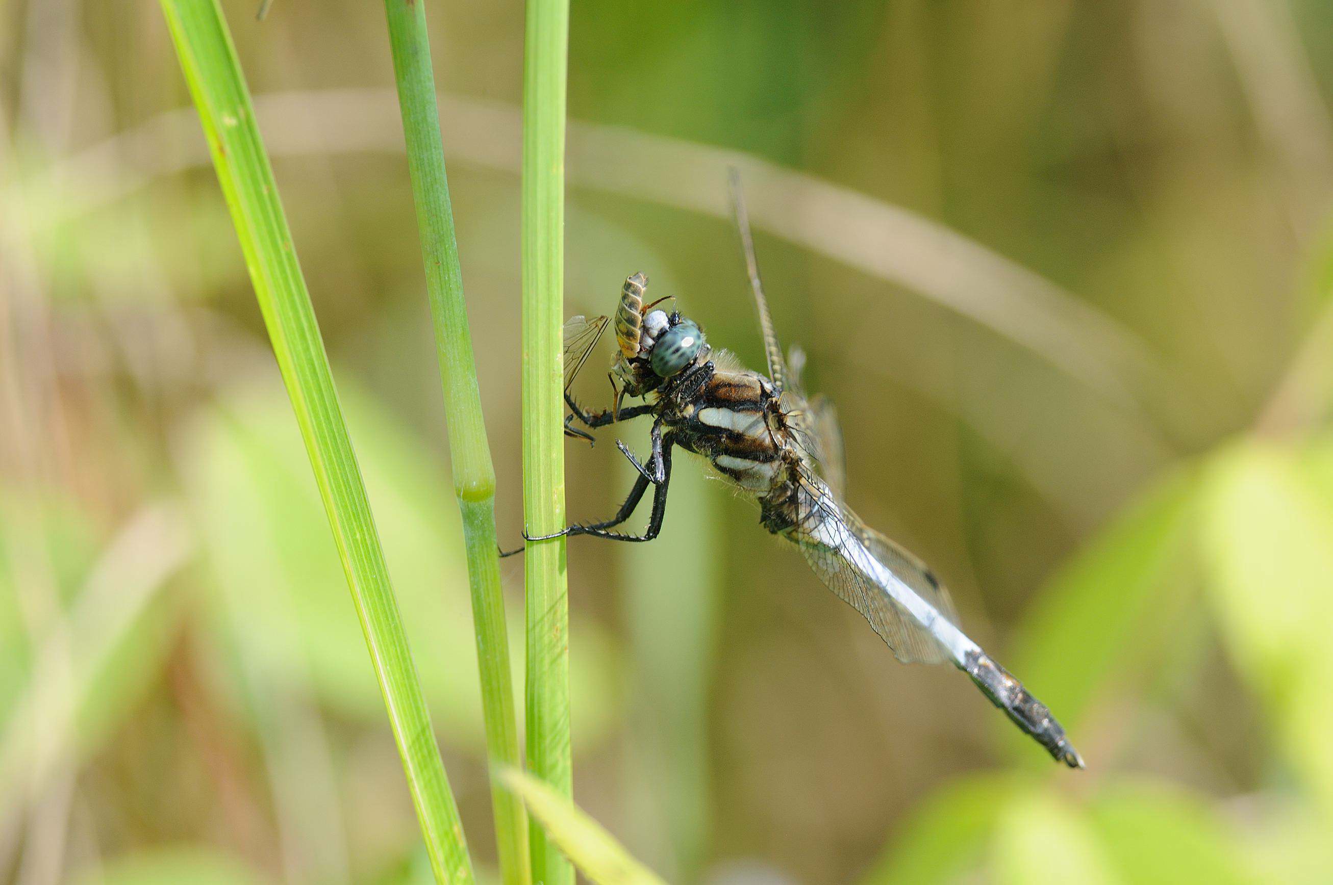 Orthetrum albistylum? (con tafano)