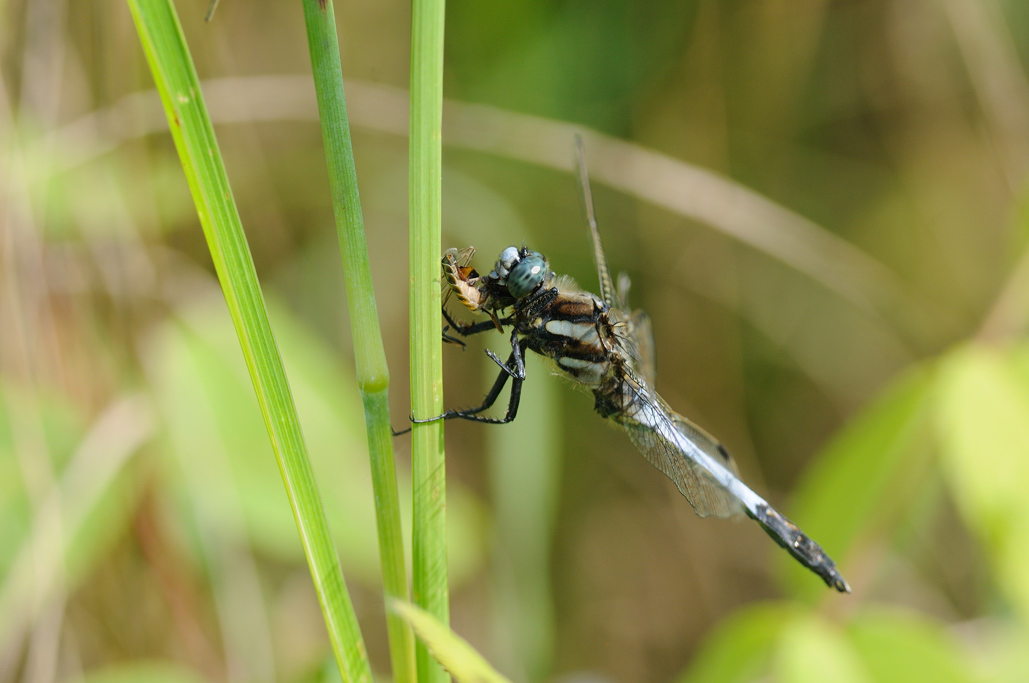 Orthetrum albistylum? (con tafano)