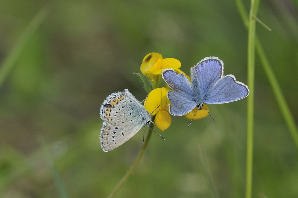 Farfala da ID