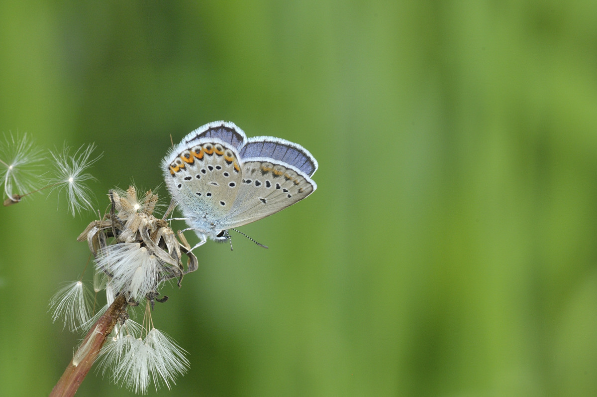 Farfala da ID