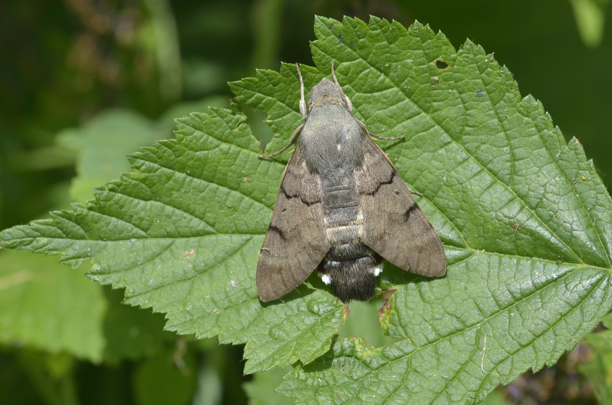 Macroglossum stellatarum a riposo