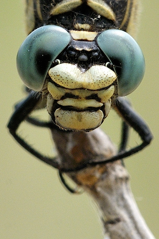 Onychogomphus forcipatus