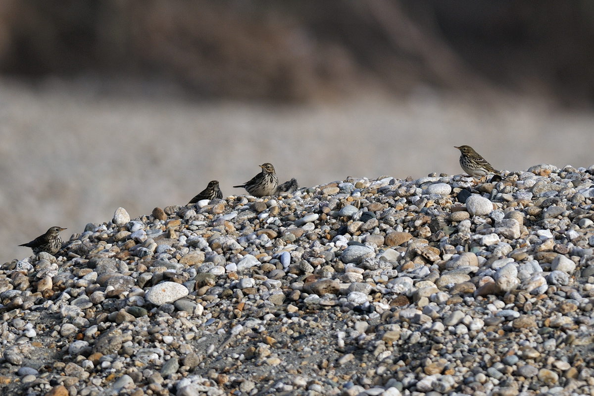 Anthus pratensis sul Po