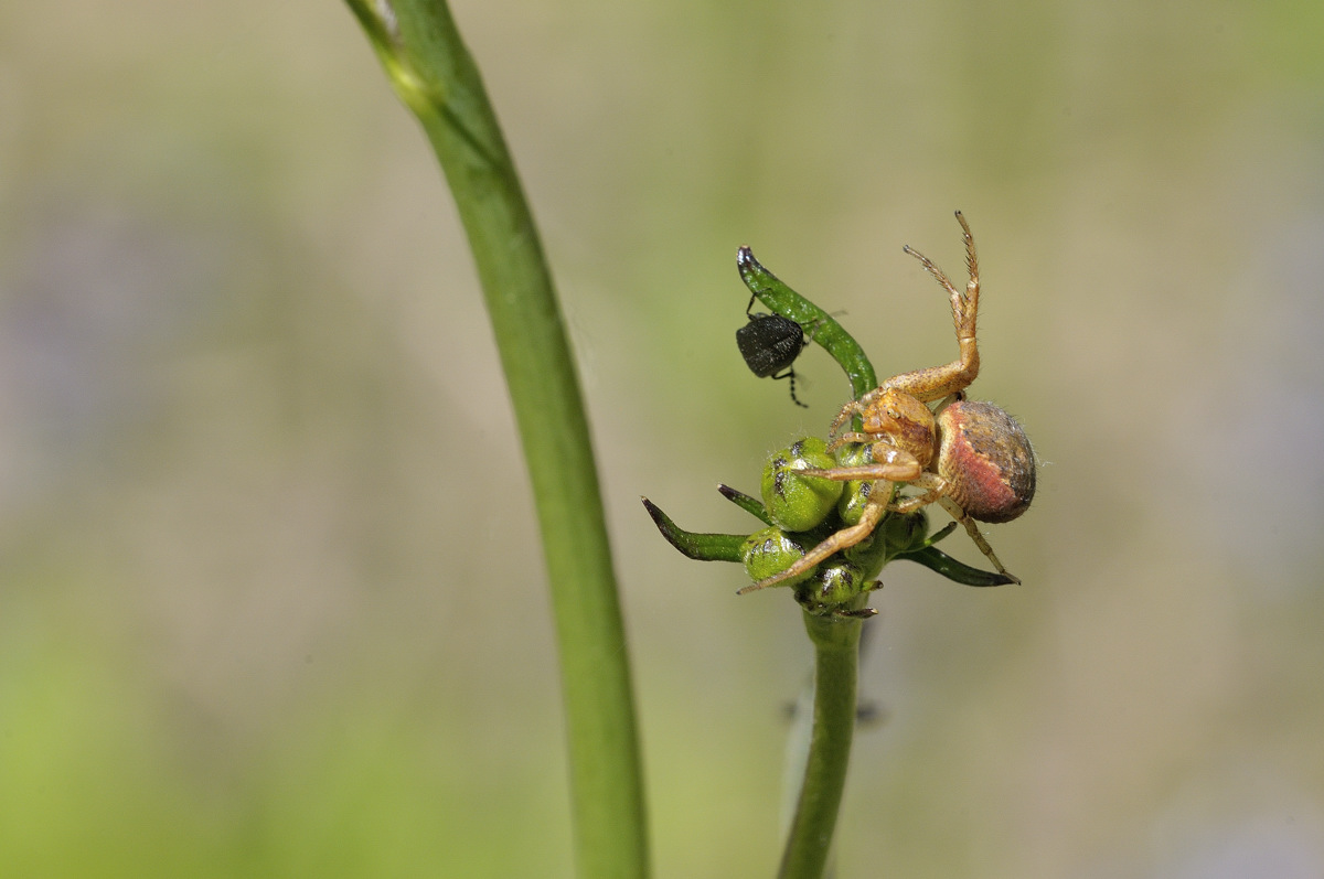 Xysticus sp.