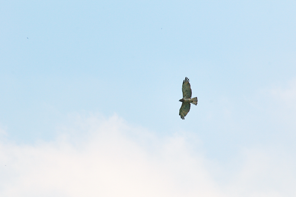 Identificazione rapace