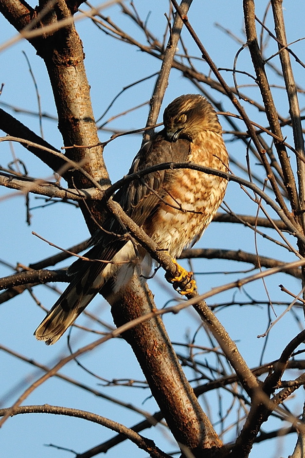 Sparviere giovane