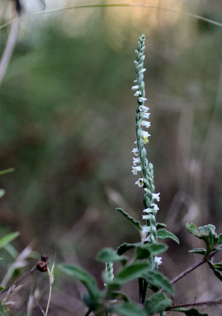 Spiranthes Spiralis bosco Scorace