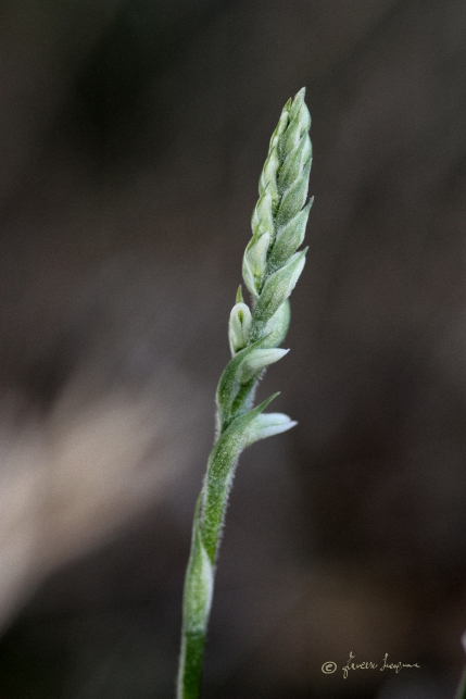 Spiranthes Spiralis bosco Scorace