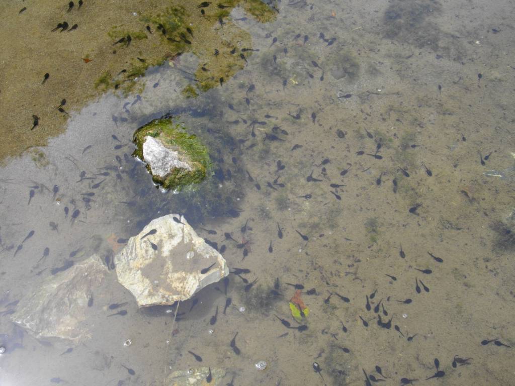 Cilento - Fiume Lambro