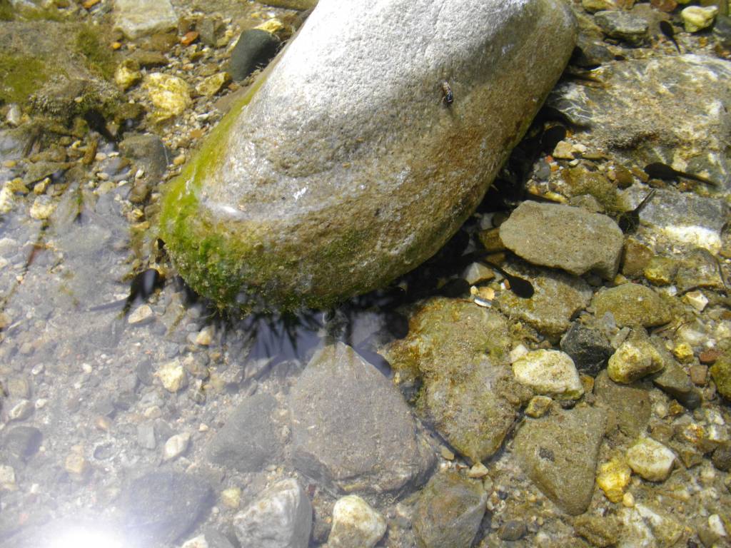 Cilento - Fiume Lambro