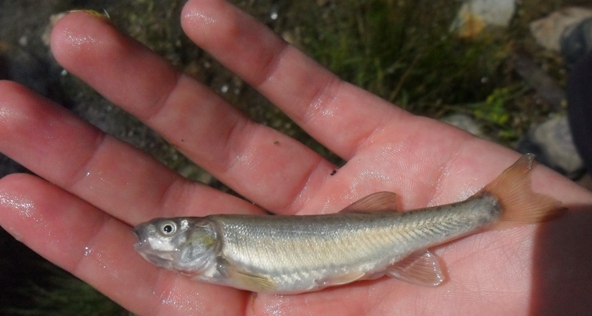 Quale pesce ? Phoxinus phoxinus morto