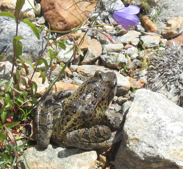 quale rana? Rana temporaria