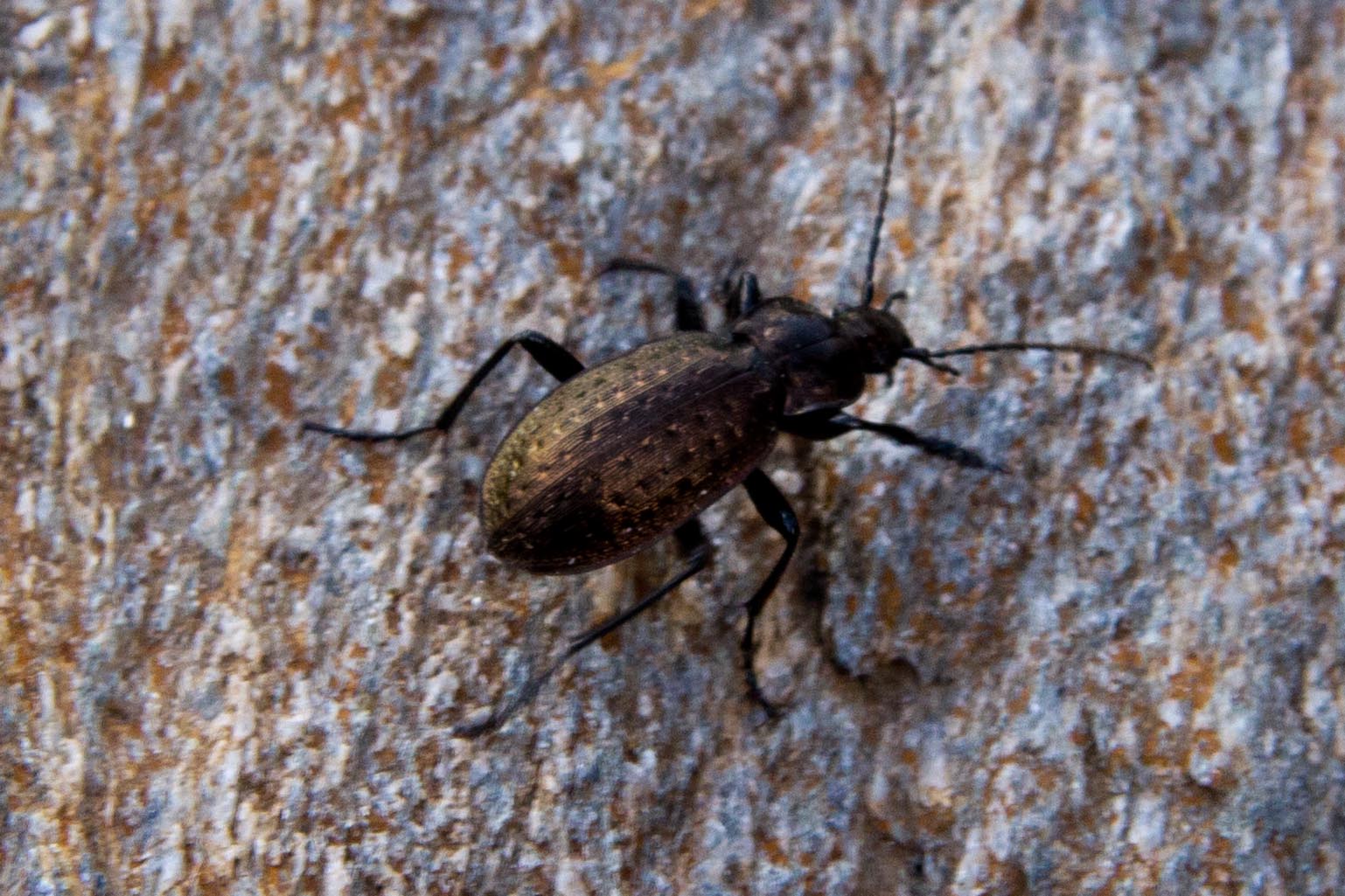 Carabus fairmairei